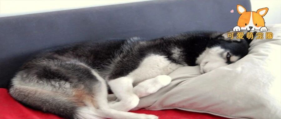 如何制服一只奇葩的哈士奇？这位铲屎官让我惊呆了.......