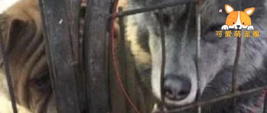 狗贩子在街上叫卖狗，路人发现笼中有只怪异，靠近一看吓出冷汗