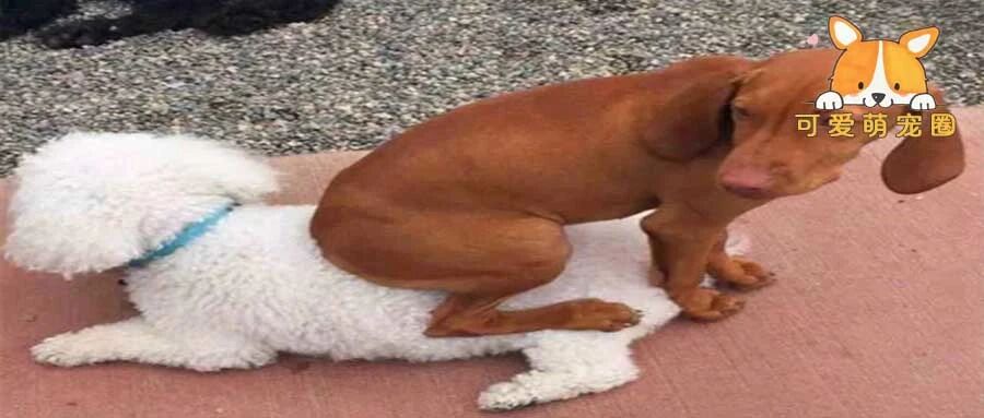 “我要被我家狗子逼疯了，它上厕所竟然用这个姿势！”