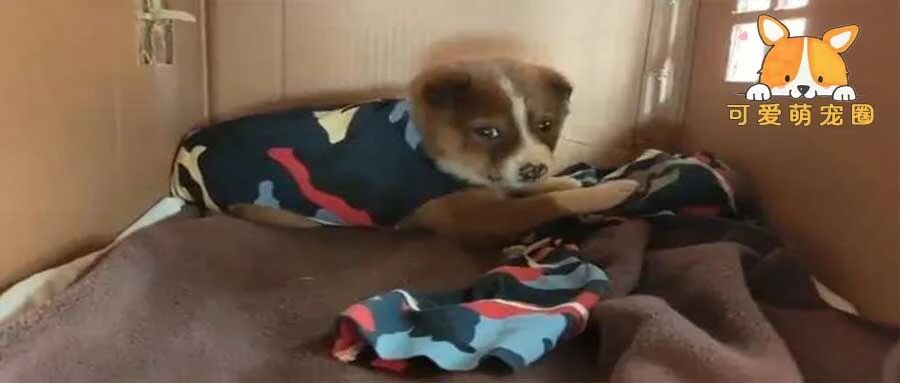 边防兵哥哥巡逻救回流浪狗，细心照顾却被调侃“干饭王”，结局太暖心！