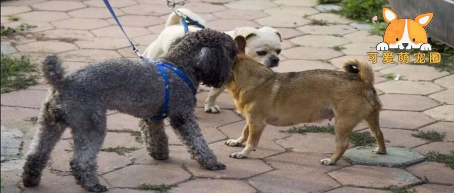 这是我见过遛狗最硬核的大爷！网友：您倒是回头看看你家狗子啊，哈哈哈哈哈