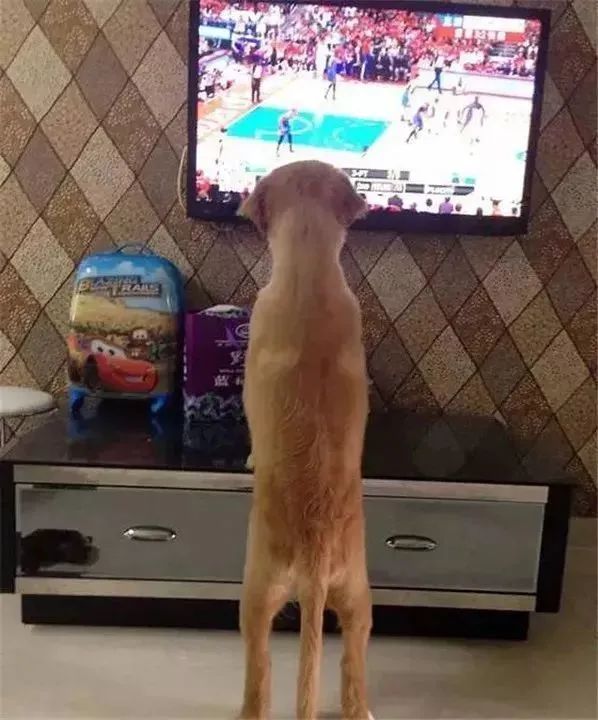 千萬不要給狗狗看電視，否則就會是這樣的下場......... 寵物 第2張
