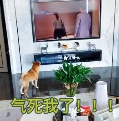 千萬不要給狗狗看電視，否則就會是這樣的下場......... 寵物 第6張