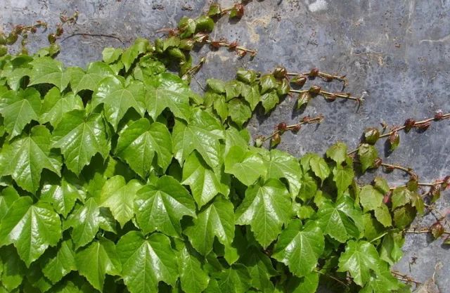 林家大院植物圖鑑 | 冬天到了,這些植物你還認識嗎