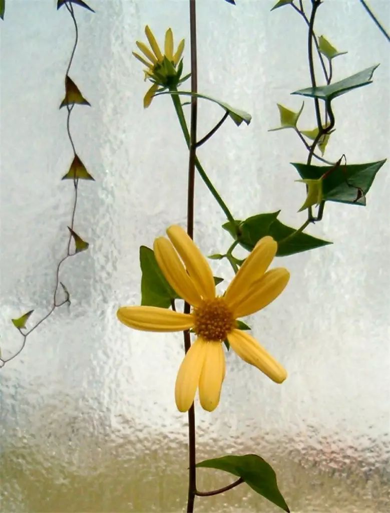绿色翡翠绿玉菊