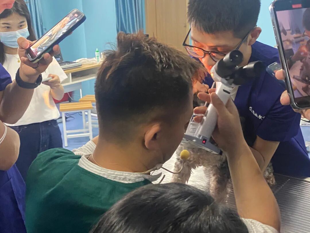 眼科ab超怎么使用12月开班 ｜ 人手1台显微镜，增设眼部B超环节，快速入门小动物眼科_https://www.jmylbn.com_新闻资讯_第10张