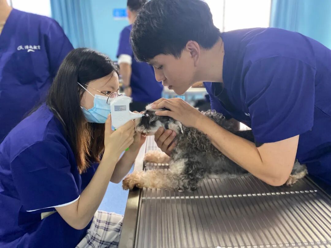 眼科ab超怎么使用12月开班 ｜ 人手1台显微镜，增设眼部B超环节，快速入门小动物眼科_https://www.jmylbn.com_新闻资讯_第8张