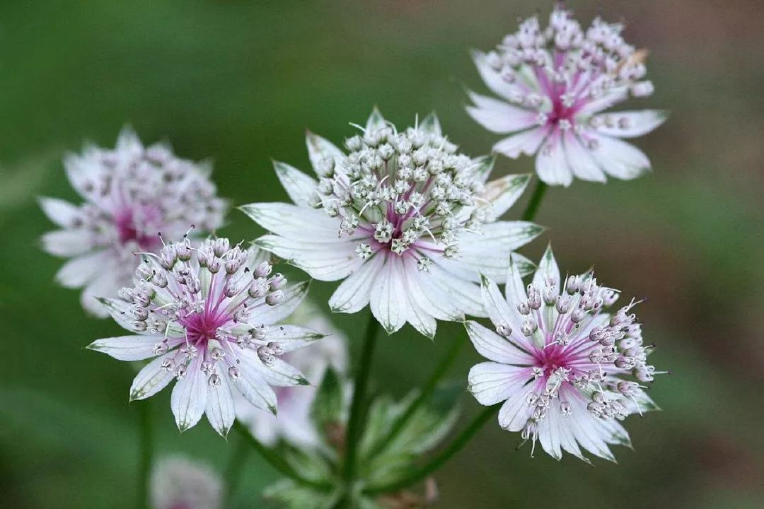 一日一花 大星芹 小月花annieflower 微信公众号文章阅读 Wemp