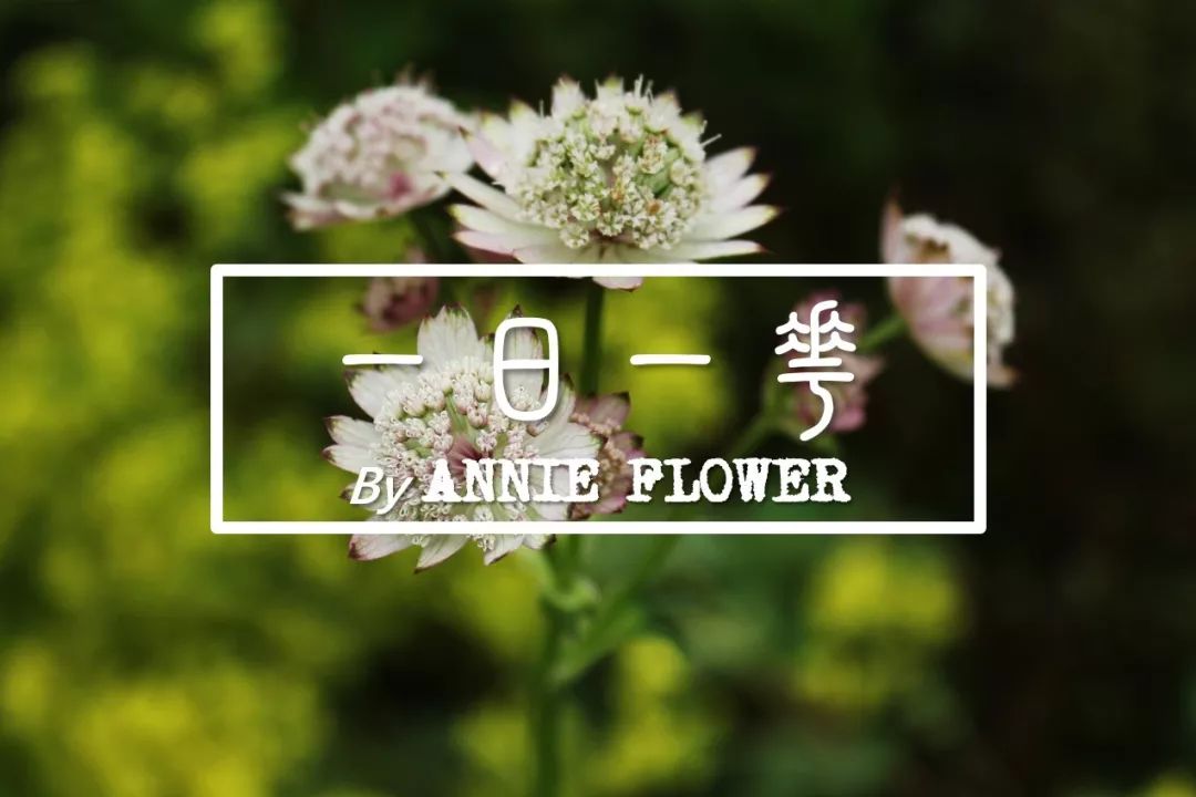 一日一花 大星芹 小月花annieflower 微信公众号文章阅读 Wemp