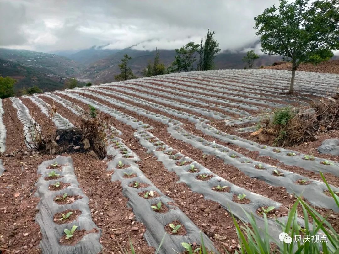 凤庆天气