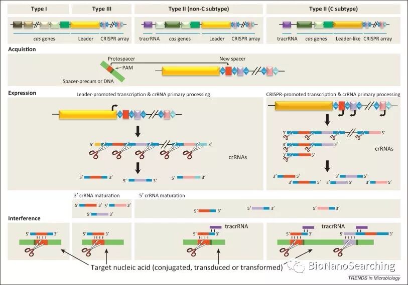 CAS9：CRISPR-CAS9系统的天然 噬菌体源“开关”-肽度TIMEDOO