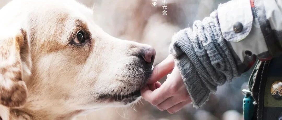 毛茸茸三十年：千万养宠人值得一部好综艺