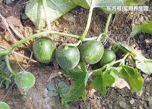 劝告大家 农村随地可见的8种野菜 营养又抗癌超出了想象 比蒲公英好百倍 热点讯息网