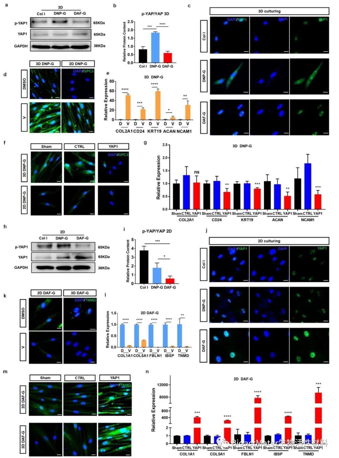 医用诱导骨基质是什么椎间盘基质水凝胶诱导人骨髓间充质干细胞组织特异性分化和组织再生修复｜Bioactive Materials_https://www.jmylbn.com_新闻资讯_第5张