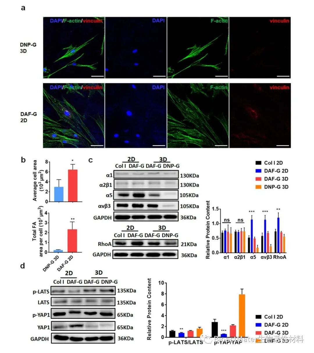医用诱导骨基质是什么椎间盘基质水凝胶诱导人骨髓间充质干细胞组织特异性分化和组织再生修复｜Bioactive Materials_https://www.jmylbn.com_新闻资讯_第4张