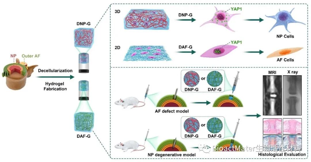 医用诱导骨基质是什么椎间盘基质水凝胶诱导人骨髓间充质干细胞组织特异性分化和组织再生修复｜Bioactive Materials_https://www.jmylbn.com_新闻资讯_第1张