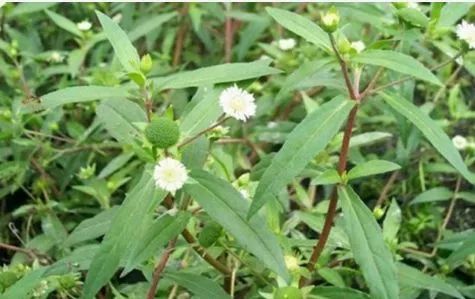 白花珠草 看似杂草 却能滋肝补肾 潮汕草药 微信公众号文章阅读 Wemp