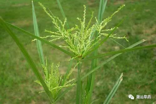 【潮汕草药】香附子