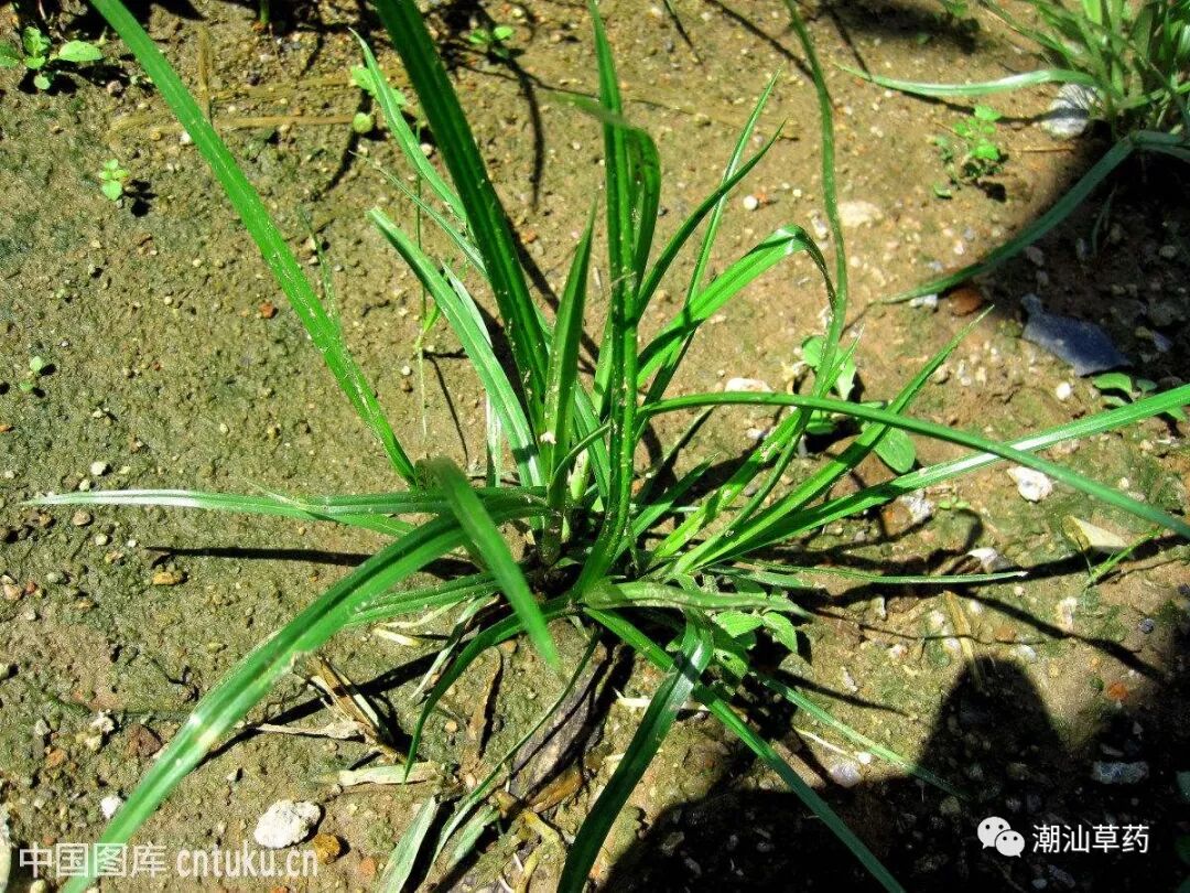 【潮汕草药】香附子