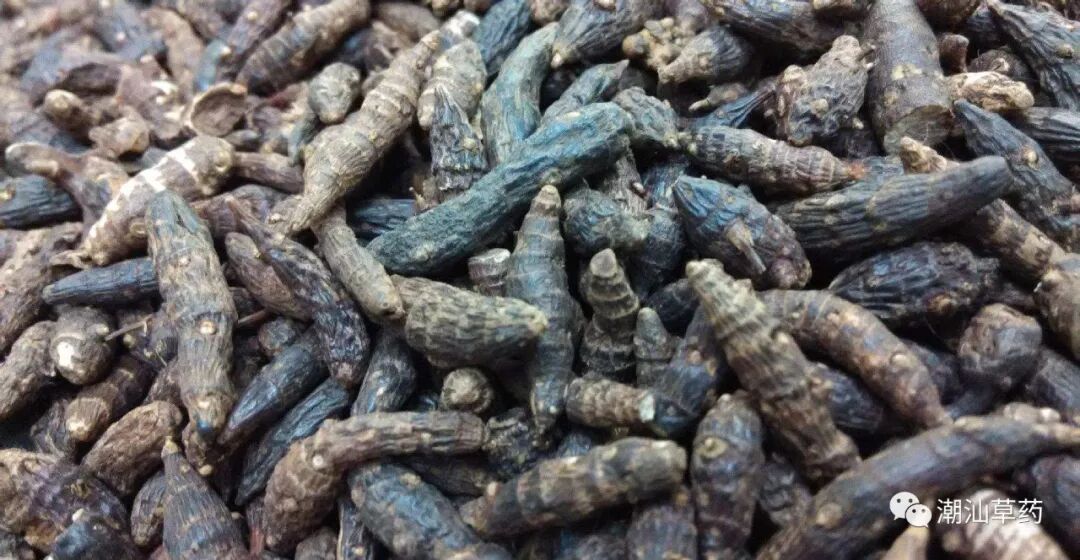 【潮汕草药】香附子