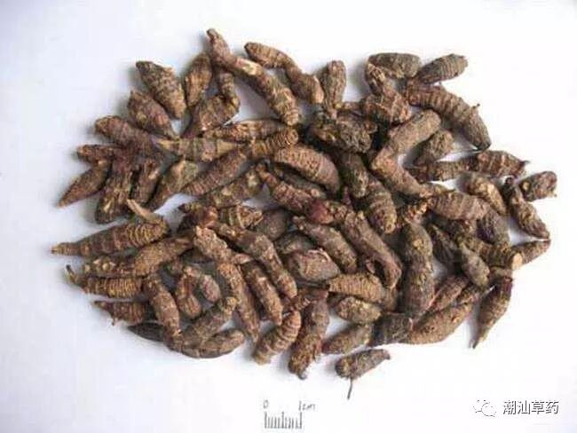 【潮汕草药】香附子