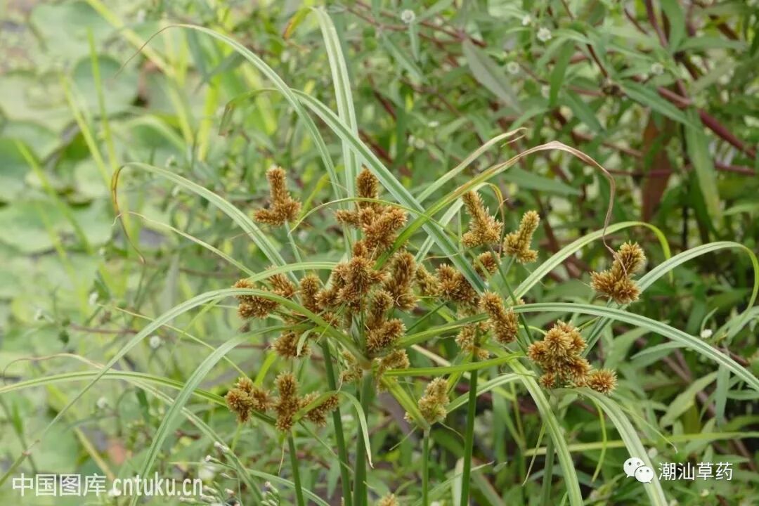 【潮汕草药】香附子