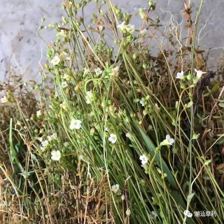 【潮汕草药】四叶莲