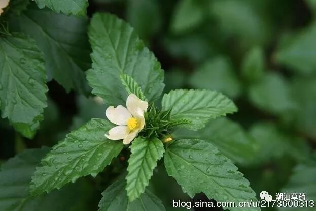 【潮汕草药】黄花母