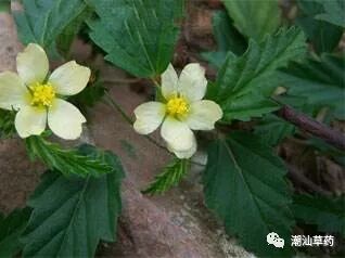 【潮汕草药】黄花母