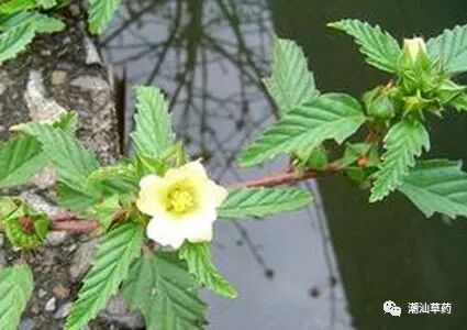 【潮汕草药】黄花母