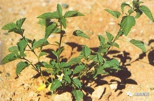 【潮汕草药】黄花母