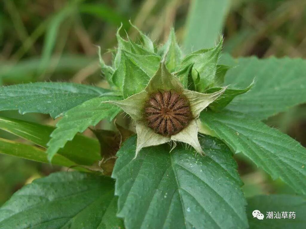 【潮汕草药】黄花母