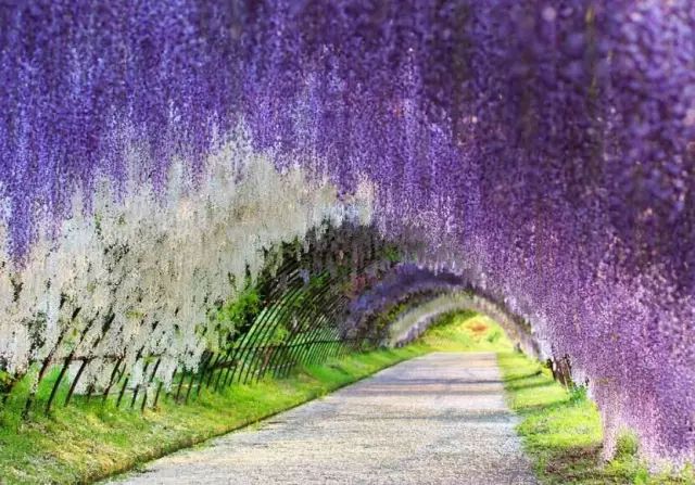 紫藤品种大全| 多季节开花和粉色紫藤有哪些,你知道吗?