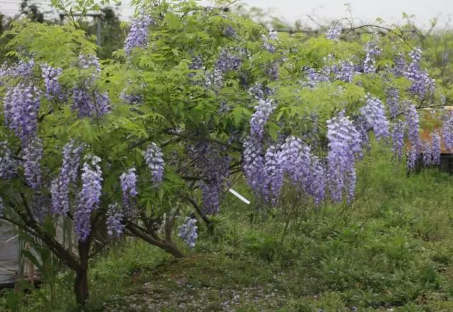 紫藤品种大全| 多季节开花和粉色紫藤有哪些,你知道吗?