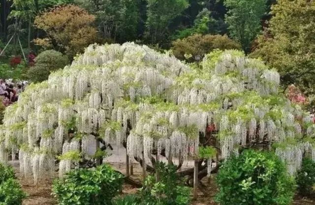 紫藤品种大全| 多季节开花和粉色紫藤有哪些,你知道吗?