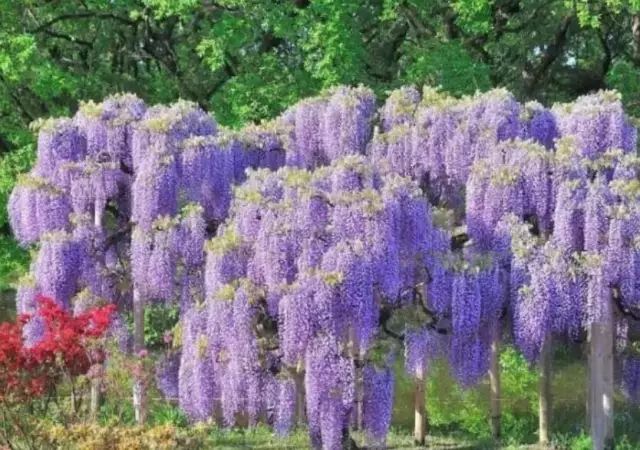 紫藤品种大全| 多季节开花和粉色紫藤有哪些,你知道吗?