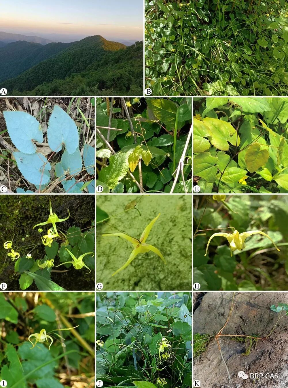 武汉植物园发现淫羊藿属植物新物种——陇南淫羊藿