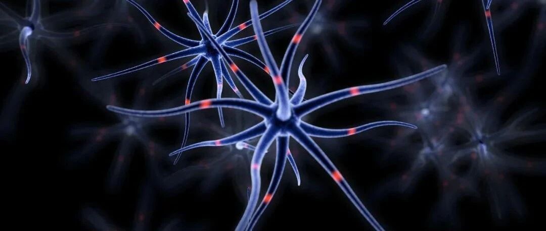 Nature：越运动越聪明！躺平小鼠这样做，长出更多脑细胞