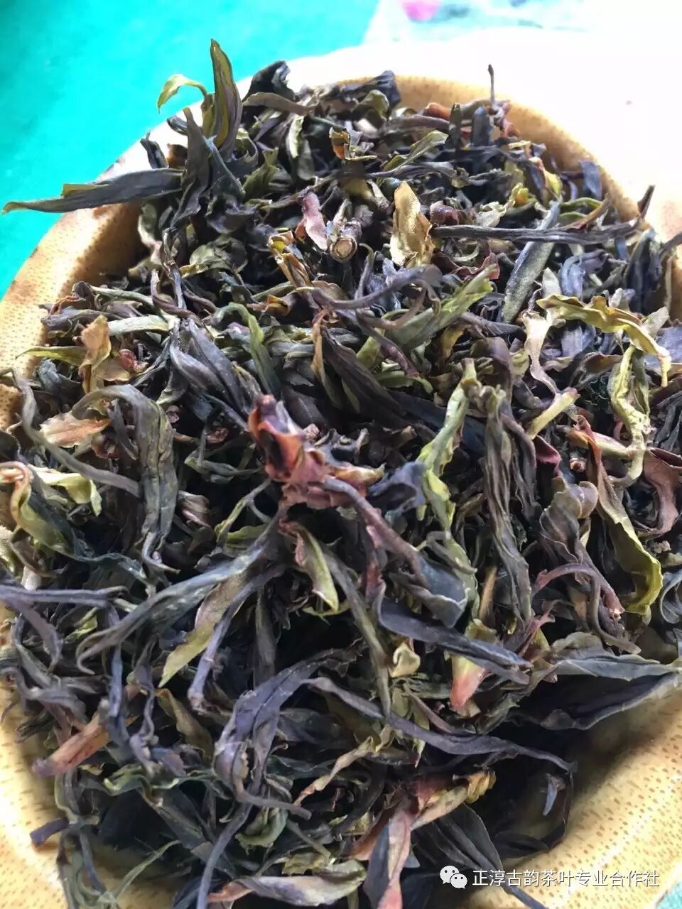 预售稀有古树千年野生茶2017年头春普洱茶上市