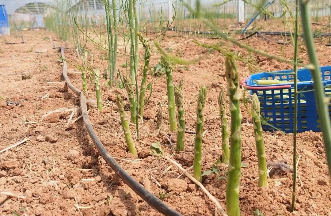 济南市钢城区:首批芦笋抢"鲜"上市!