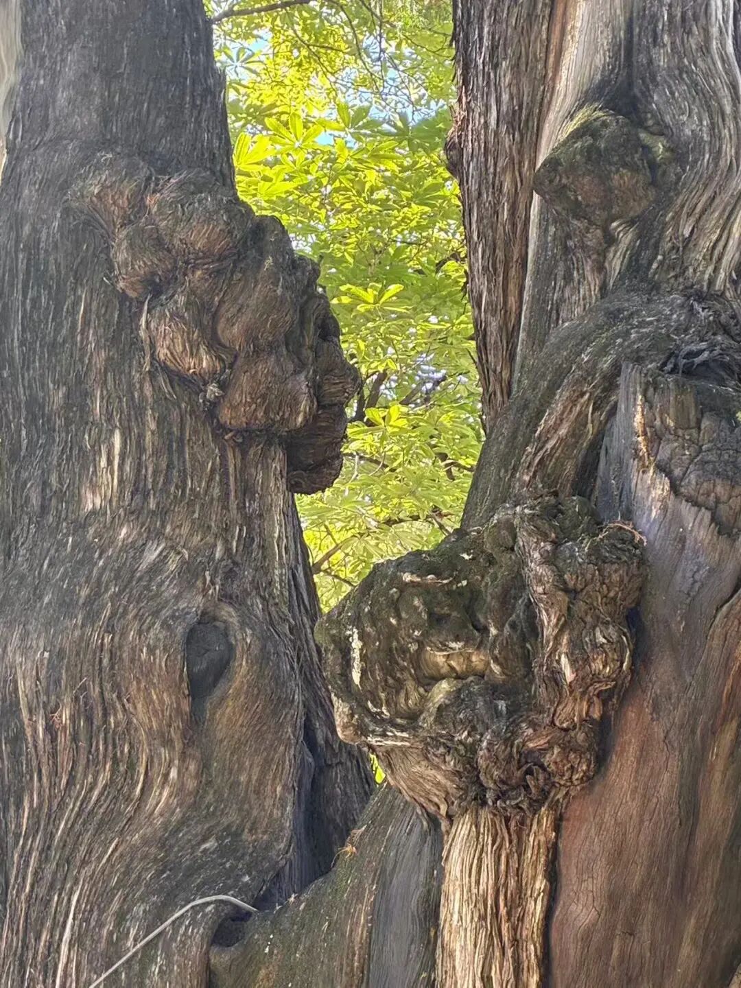 ͼƬ