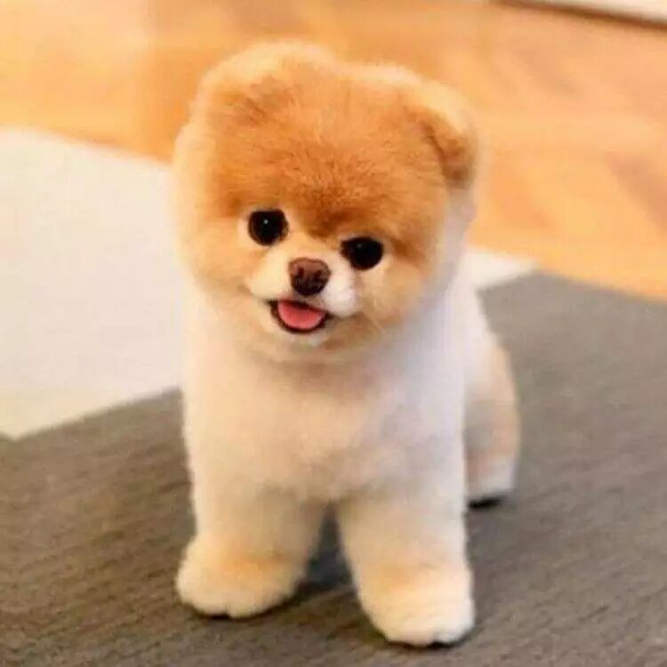 为什么红木家具能成为和汪星人“动手”的唯一胜利者呢？