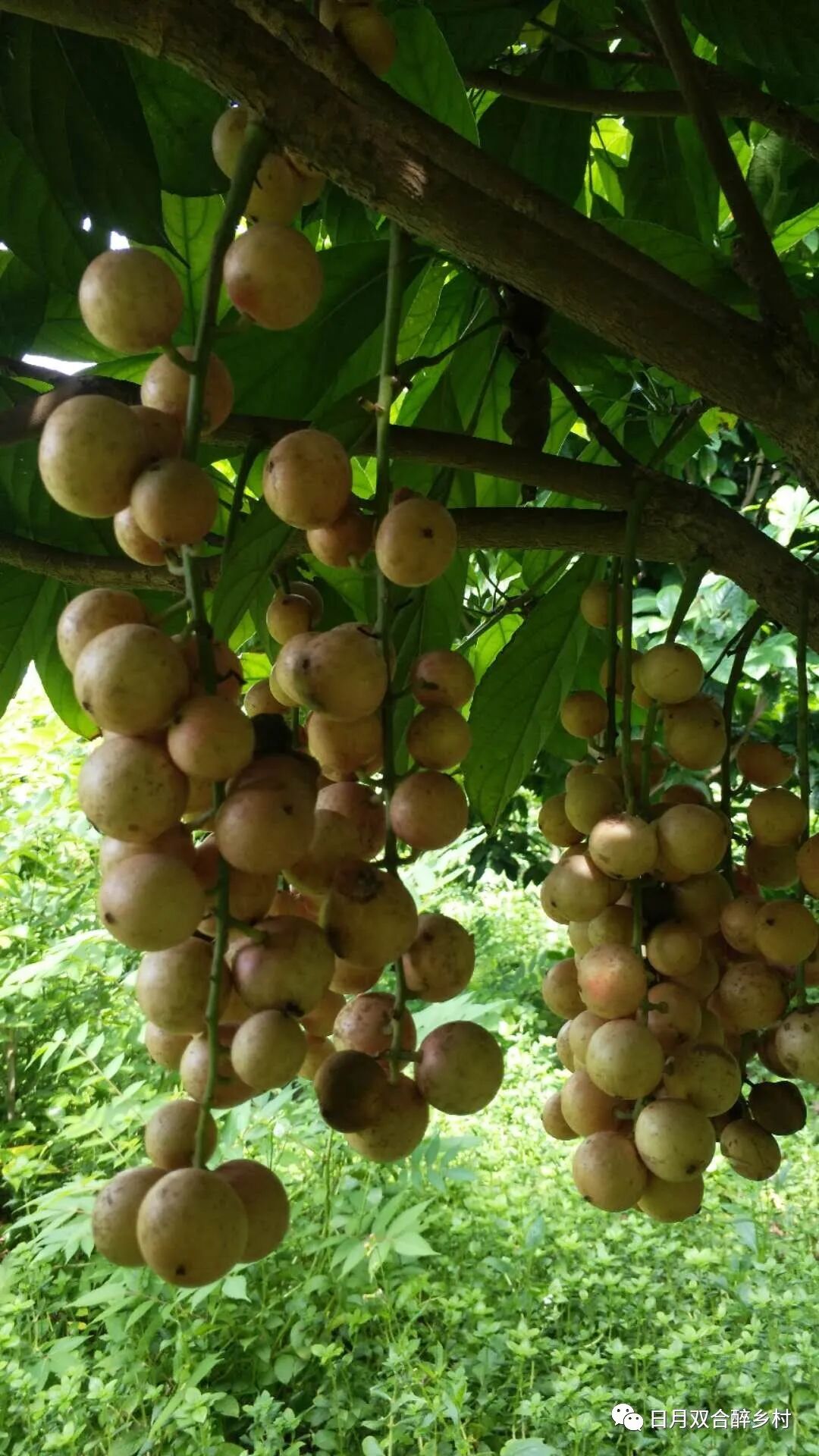 江门居然有这种水果?