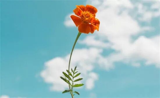 香港丝雨老师元辰宫课程