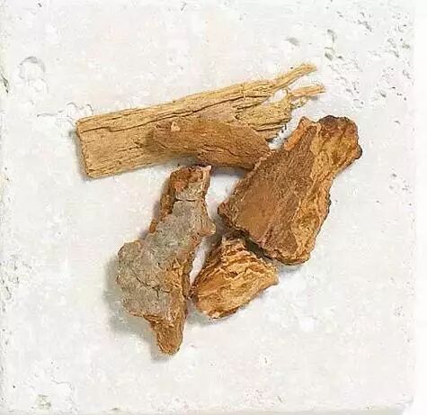 解析园林覆盖物——落叶化土，回馈自