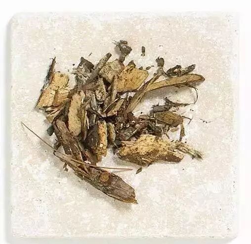 解析园林覆盖物——落叶化土，回馈自