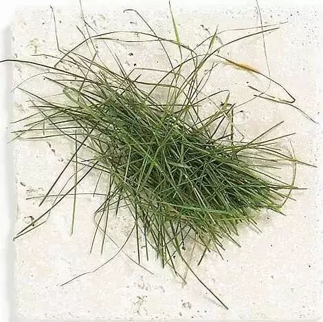 解析园林覆盖物——落叶化土，回馈自