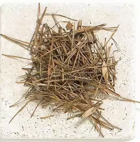 解析园林覆盖物——落叶化土，回馈自