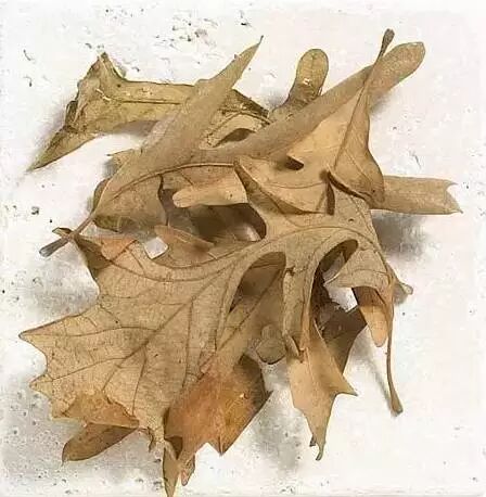 解析园林覆盖物——落叶化土，回馈自