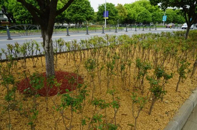 无锡市领导莅临昆山合纵生态参观指导